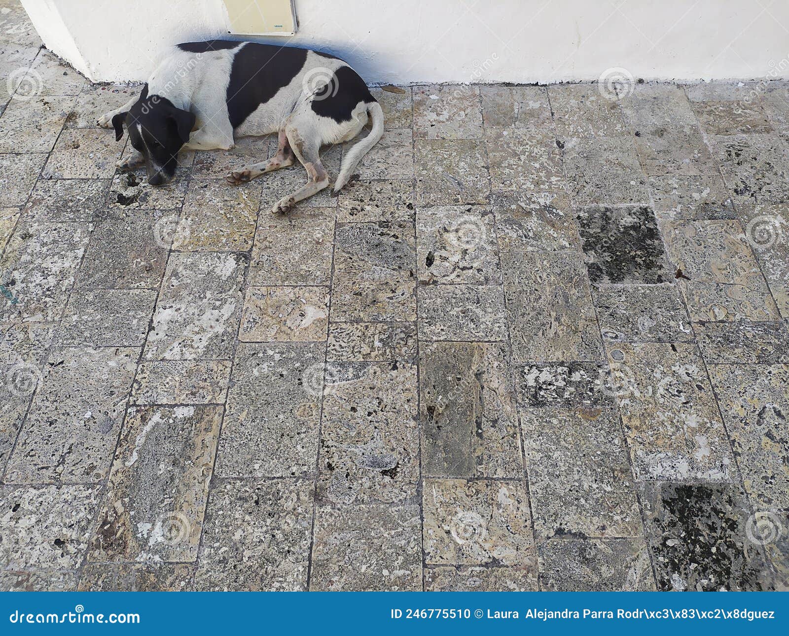 a black and white stray dog. un perro callejero blanco y negro.